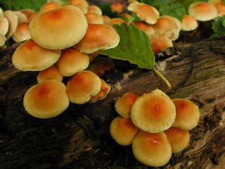 Mushrooms, Mount Rainier photo