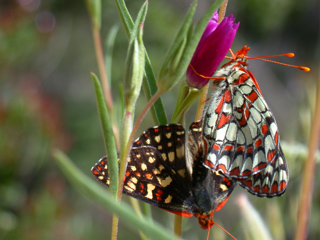 Butterflies Mating, Ventana Wilderness photo