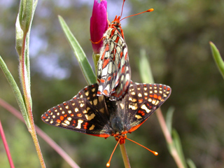 Butterflies Mating, Ventana Wilderness photo