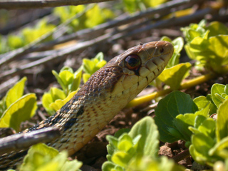 Gopher Snake, Ventana Wilderness photo