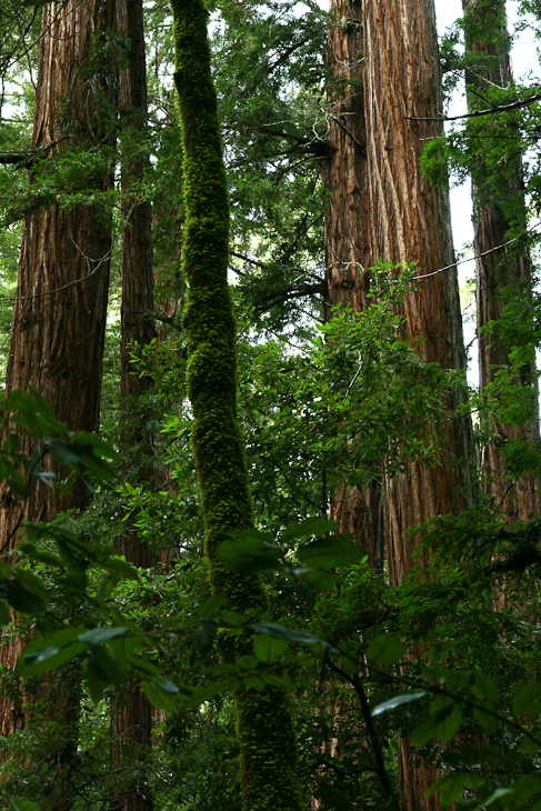 Redwoods, Portola State Park photo
