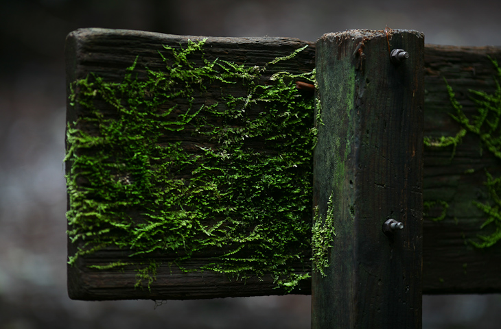 Mossy Sign, Portola State Park photo