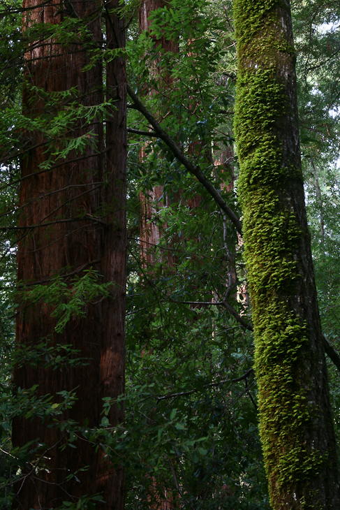 Redwood Forest, Portola State Park photo