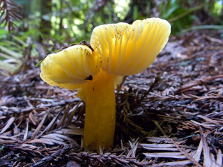 Yellow mushroom, Butano Mushrooms photo