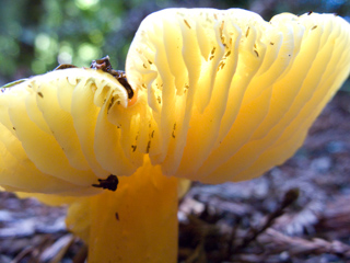 Tiny insects, Butano Mushrooms photo