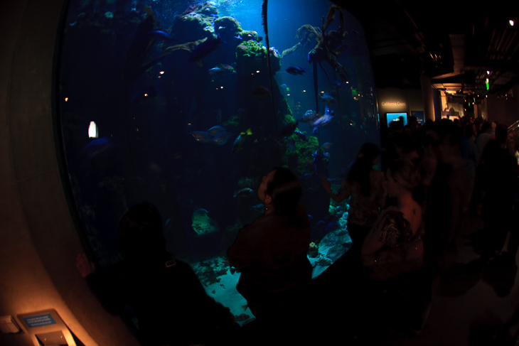 Steinhart Aquarium, Nightlife photo