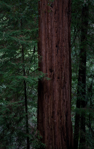 Big Tree, Muir Woods photo
