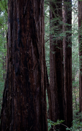 Redwoods, Muir Woods photo