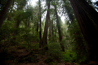 Redwood Forest, Camping with Gil and Milo photo