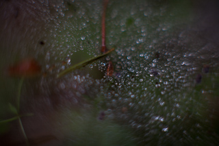 Dewy Web, Camping with Gil and Milo photo