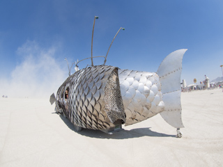 The Pilot Fish, Burning Man photo