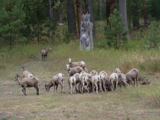 Bighorn Sheep Herd, Bighorn Sheep photo
