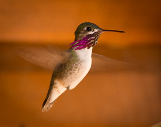 Calliope Hummingbird, Montana Birds photo