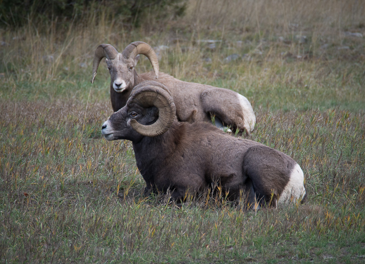Bighorn Rams Sunning, Bighorn Sheep photo