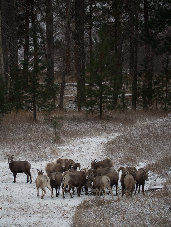 Bighorns at the Mineral Lick, Bighorn Sheep photo