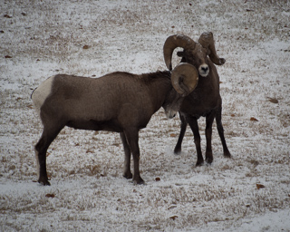 Bighorn Rams, Bighorn Sheep photo