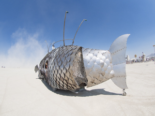 The Pilot Fish - 2013, Burning Man photo