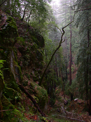 Redwood Canyon, California Coast photo