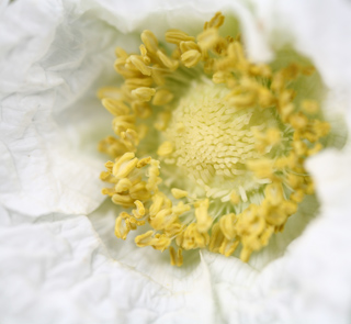 White Poppy, Macro Nature photo