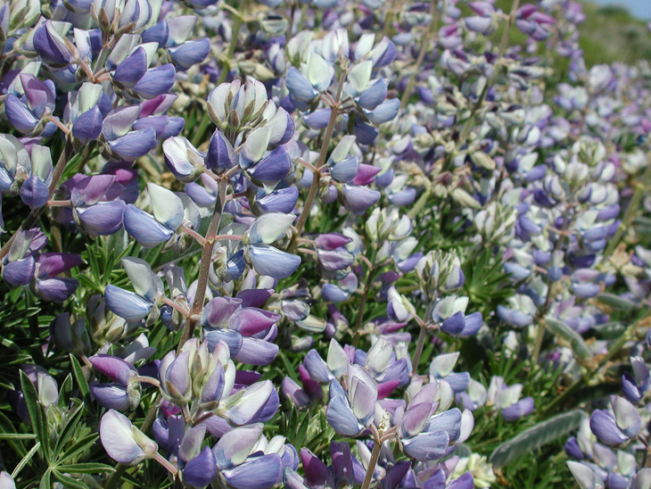 Lupines, Point Reyes photo