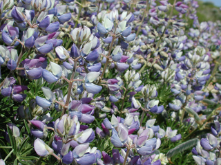 Lupines, Point Reyes photo