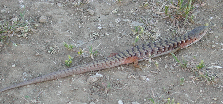 Alligator Lizard, Russian Ridge photo