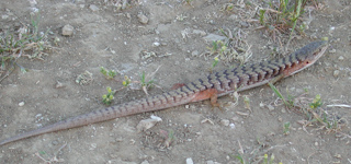 Alligator Lizard, Russian Ridge photo