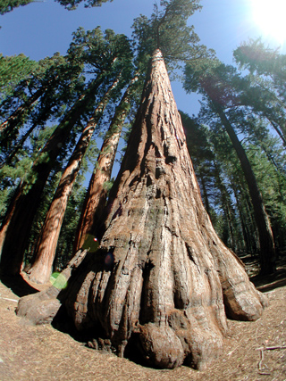 Big Trees, Yosemite photo