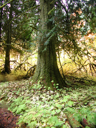 Old Growth Tree, Mount Rainier photo