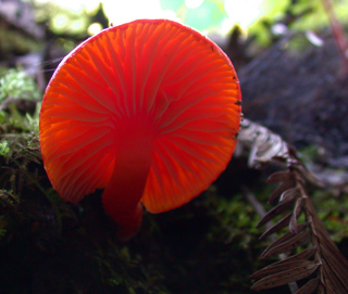 Sideways Mushroom, Butano Mushrooms photo