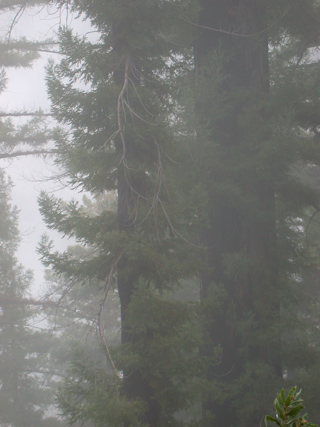 Redwoods in the Fog, Ventana Wilderness photo