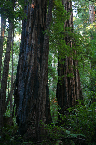 Redwoods, Butano photo