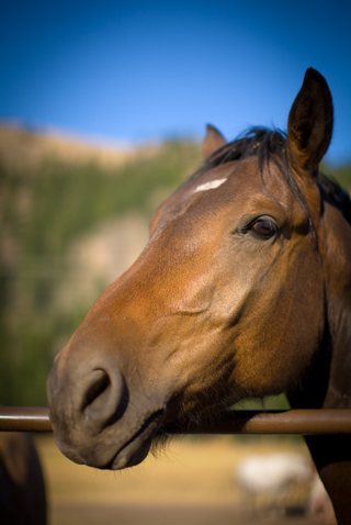 Hopeful Horse, Montana photo