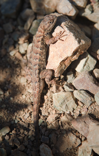 Lizard, Rodeo Valley photo