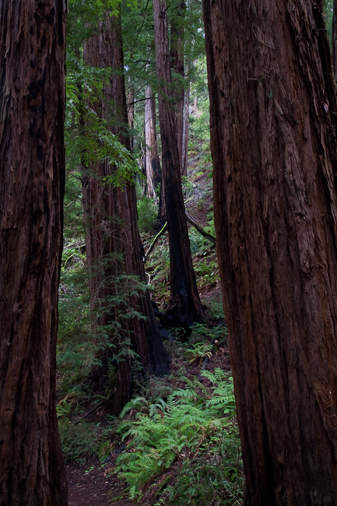 Fire Scarred Redwoods, Muir Woods photo