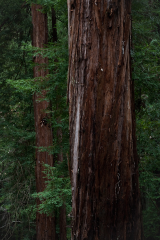 Old Growth Redwood, Muir Woods photo