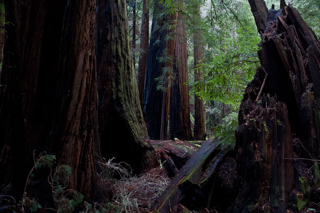 Fallen Giant, Muir Woods photo