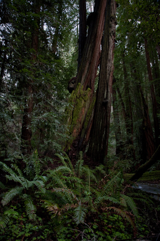 Leaning Snag, Muir Woods photo