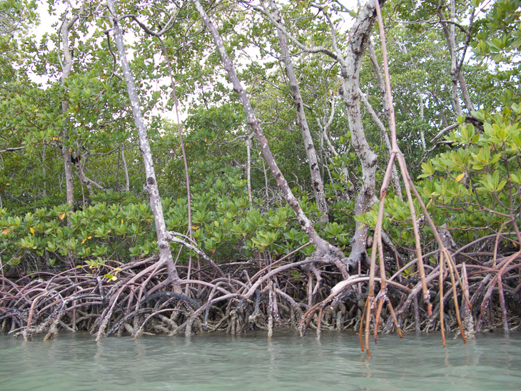 Mangroves - Marco Island 2010.03.19 - photo 84 of 222 - johnkane.com