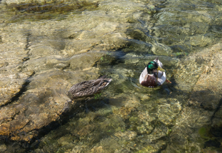 Ducks at Giant Springs, Montana Road Trip photo