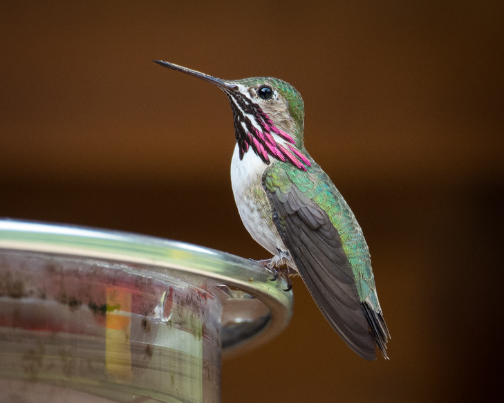 Calliope Hummingbird, Montana Birds photo