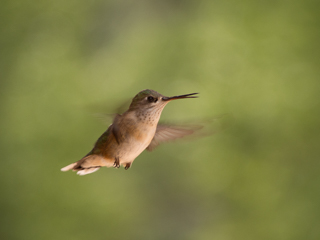 Calliope Hummingbird Twittering, Montana Birds photo