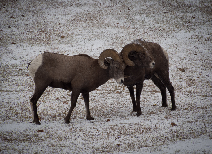 Bighorn Rams, Bighorn Sheep photo
