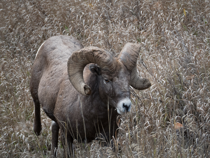 Bighorn Sheep Ram, Bighorn Sheep Rams photo