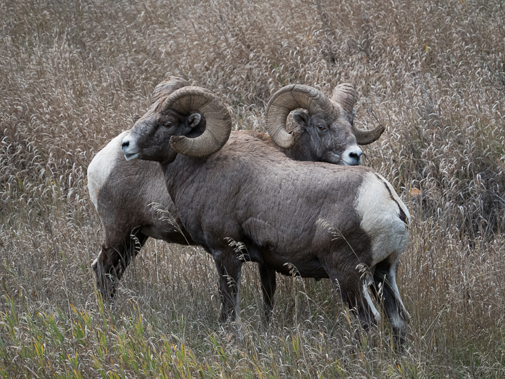 Bighorn Sheep Rams, Bighorn Sheep Rams photo