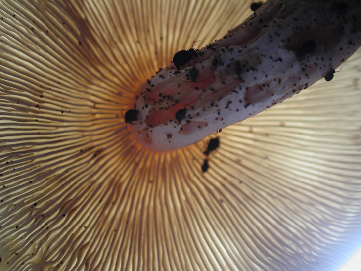 Bugs Love Mushrooms, Macro Nature photo
