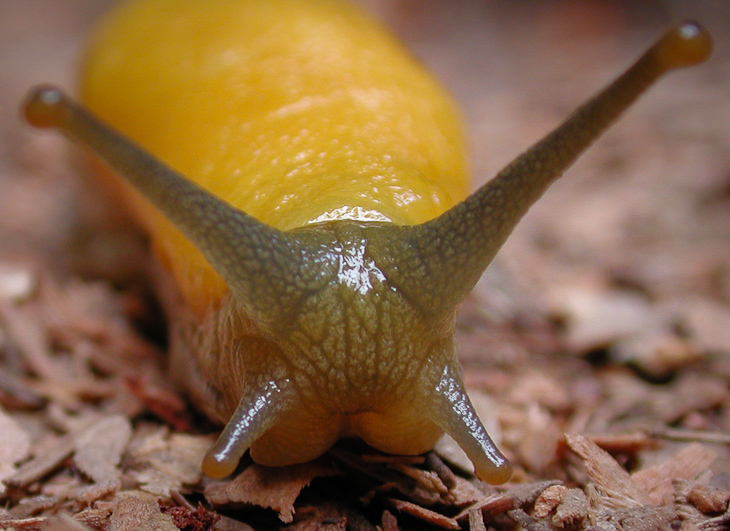 Banana Slug, Macro Nature photo