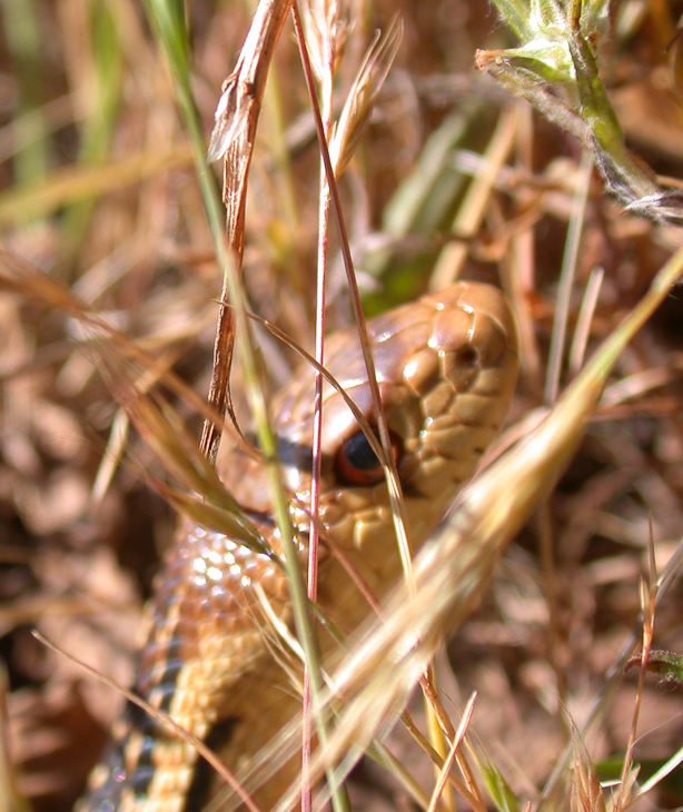 Snake in the Grass, Macro Nature photo